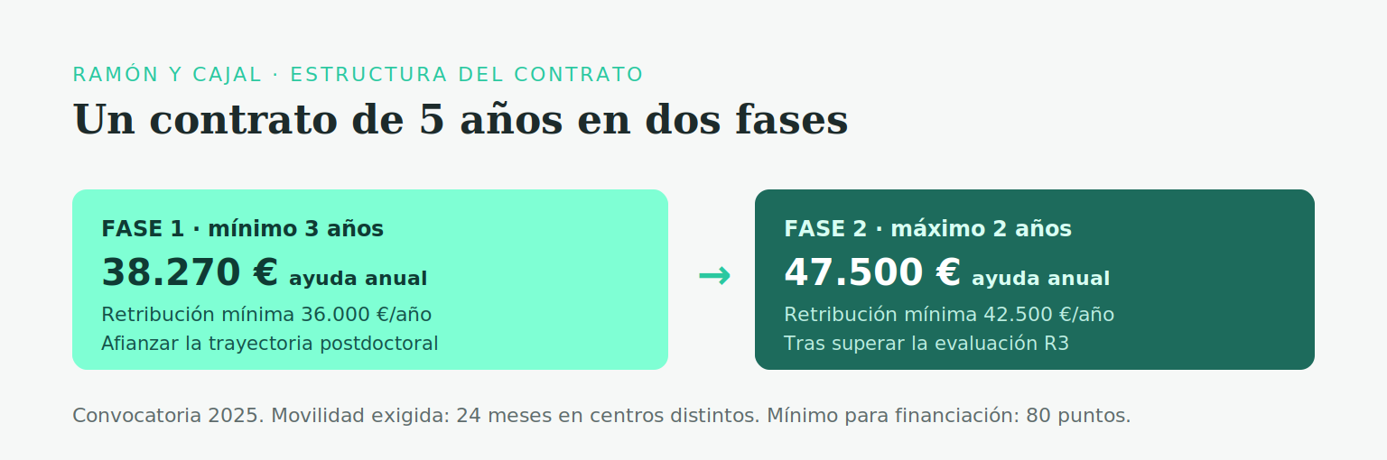 Estructura del contrato Ramón y Cajal en dos fases (convocatoria 2025): Fase 1, mínimo 3 años, con una ayuda anual de 38.270 € y una retribución mínima de 36.000 €/año; Fase 2, máximo 2 años, con 47.500 € anuales y una retribución mínima de 42.500 €/año tras superar la evaluación R3. Movilidad exigida de 24 meses y mínimo de 80 puntos para financiación.